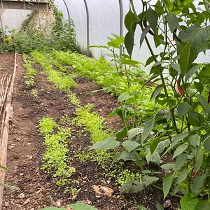 Chillie plants