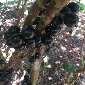 Taino Farm
