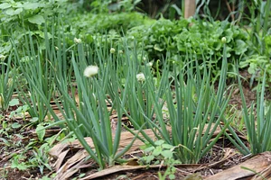 Intercâmbios Agroecológicos CTA 14