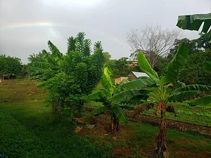 Taino Farm