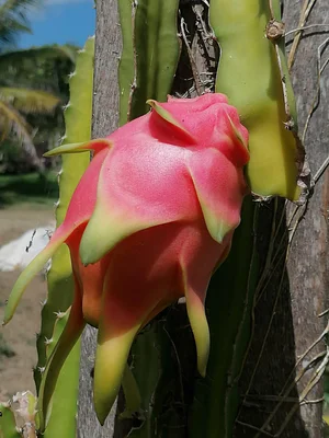 Taino Farm