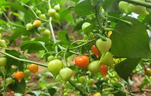 Intercâmbios Agroecológicos CTA 15