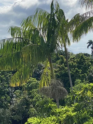 Taino Farm