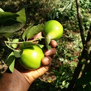 Ferme Aménopé Togo