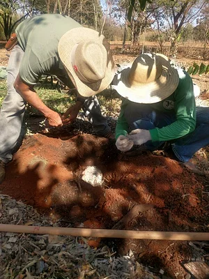 NEPEAS - Núcleo de Estudo, Pesquisa e Extensão em Agroecologia e Sustentabilidade