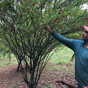 Pé de Acerola