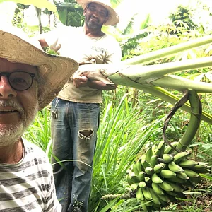 Colheita na Agrofloresta