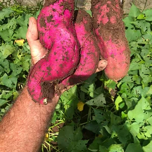 Batata doce agroecologica