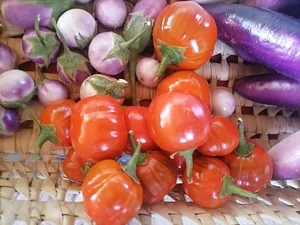 Permaculture à la ferme Dar Slaouia
