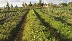 Permaculture à la ferme Dar Slaouia