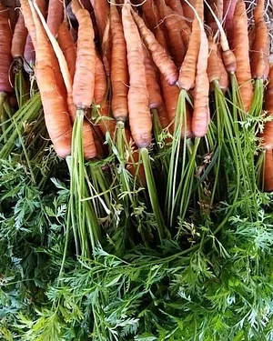 Permaculture à la ferme Dar Slaouia