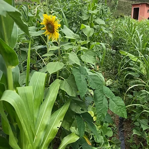 Rancho Pura Vida