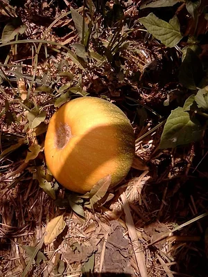 Permaculture à la ferme Dar Slaouia