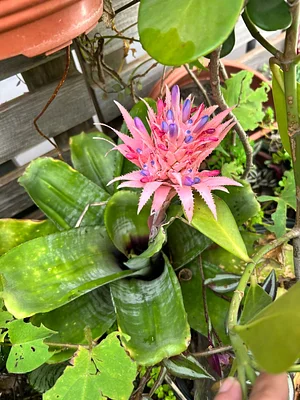 A little color in our garden