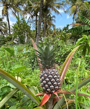 Nkwe Agroforestry