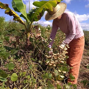 Intercâmbios Agroecológicos CTA 11