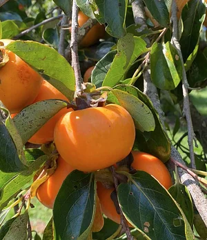 Caqui orgânico