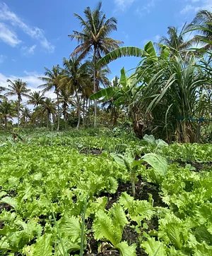 Nkwe Agroforestry