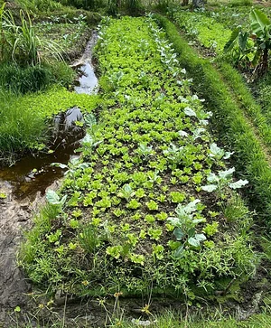 Nkwe Agroforestry