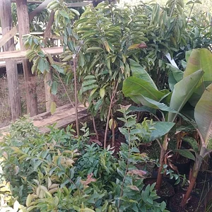 Frutíferas para nossa agrofloresta