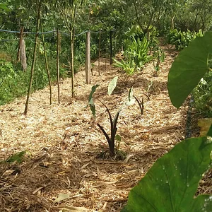 Incansável labor de plantar vida