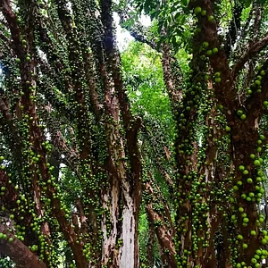 Temporada de Jabuticaba