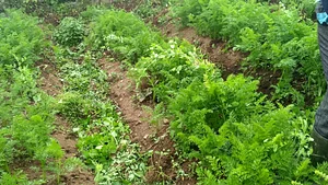 Elvekas Nursery and Microgreens