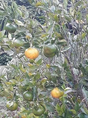 Estância Monte das Oliveiras