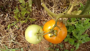 Tomates da nossa Horta Urbana