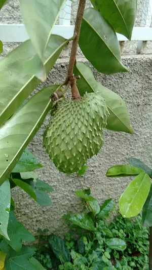 Uma deliciosa graviola
