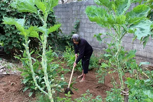 Dona Amélia