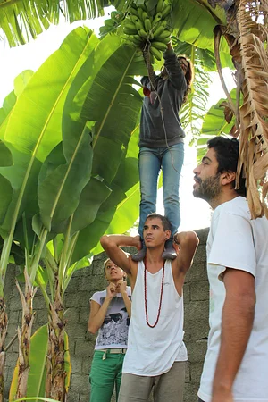 Antes de derrubar a bananeira é preciso salvar as bananas!