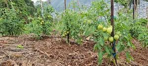 Permaculture at Farm Iley Harvesters
