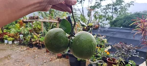 Permaculture at Farm Iley Harvesters