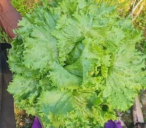 Permaculture at Farm Iley Harvesters