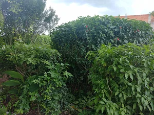 Canteiro Agroecológico Mandala