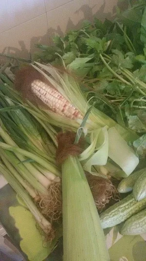 Permaculture à la ferme Dar Slaouia