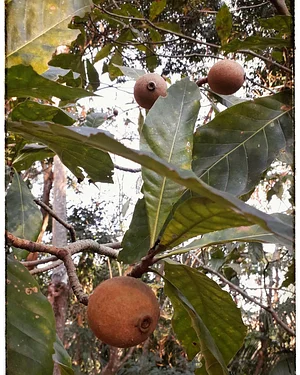 Coleta de Jenipapo