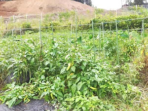 Kasamatsu Farms