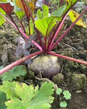 Pomme Poire Pêche Micro-ferme en permaculture