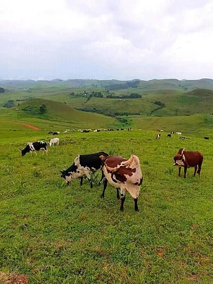 Elvekas Cattle range