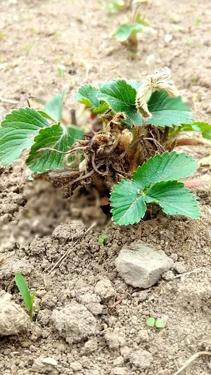 Strong Roots Organic Farm