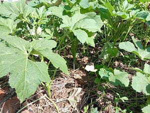 Agroecology and Regenerative Agriculture