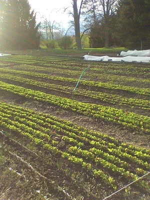 Strong Roots Organic Farm