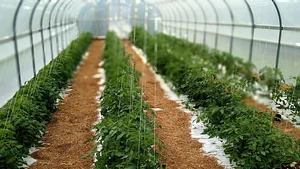 Strong Roots Organic Farm