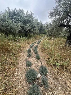Lavender plantations among the olives