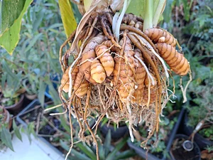 Turmeric / Açafrão.