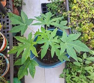 Papaya in the pot