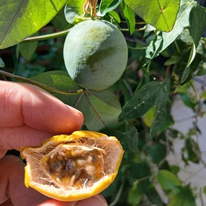 Mapa da Agroecologia