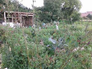 Fruity Haren Permaculture